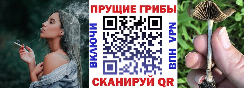 Галлюциногенные грибы Psilocybe  Купить  Елизово 